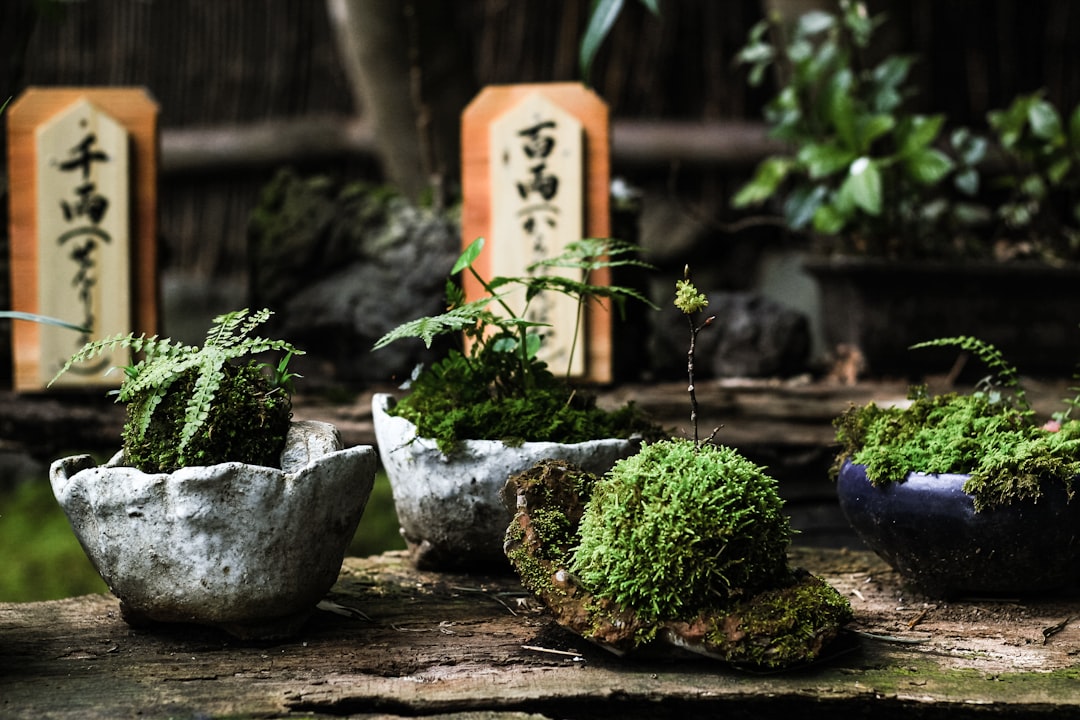 green plant on gray concrete pot