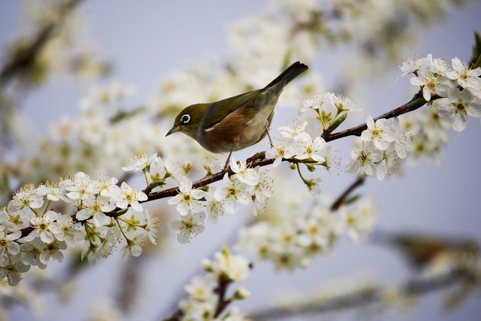 A delicate bird perched on a blooming cherry blossom branch during spring.
