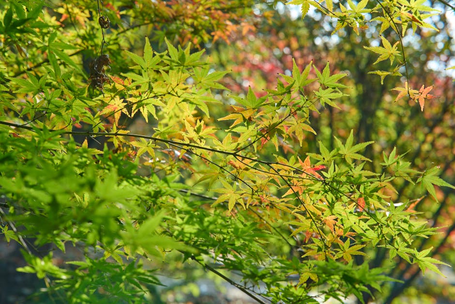 日本籐素：東方草本智慧，喚醒你的內在活力泉源