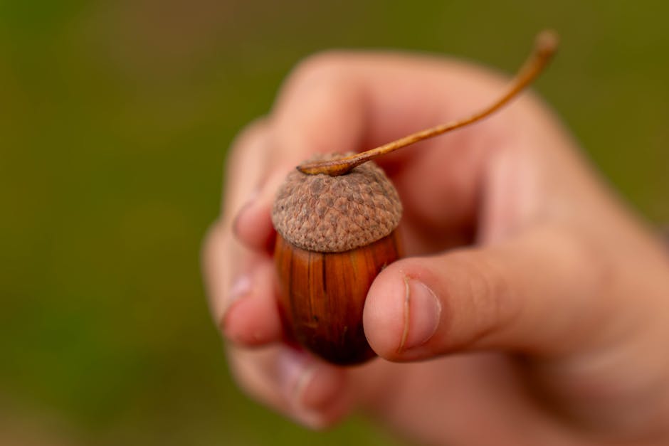 Detailed view of a person's hand holding an acorn against a blurred natural background.